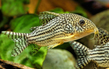 Коридорас Штерба (Corydoras sterbai)