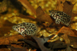 Ктенопома леопардовая (Ctenopoma acutirostre)