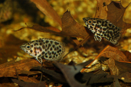 Ктенопома леопардовая (Ctenopoma acutirostre)