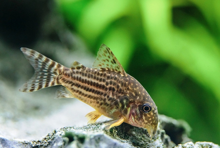 Коридорас Штерба (Corydoras sterbai)