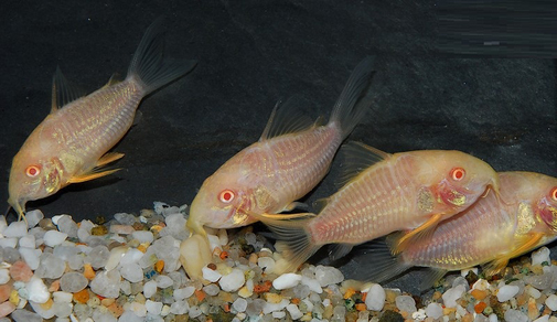 Коридорас крапчатый альбинос (Corydoras paleatus var.Albino)