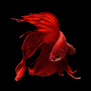 Петушок сиамский красный (Betta splendens var.Red)