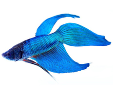 Петушок сиамский голубой (Betta splendens var.Blue)