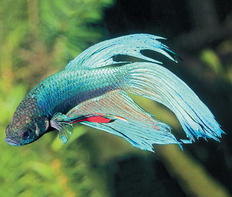 Петушок сиамский зеленый (Betta splendens var.Green)