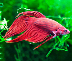 Петушок сиамский красный (Betta splendens var.Red)