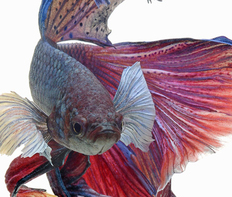 Петушок "Супер Дельта" (Betta splendens var.Super Delta)