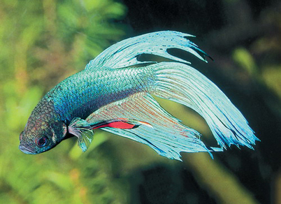 Петушок сиамский зеленый (Betta splendens var.Green)