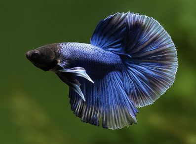 Петушок "Супер Дельта" (Betta splendens var.Super Delta)