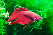 Петушок сиамский красный (Betta splendens var.Red)