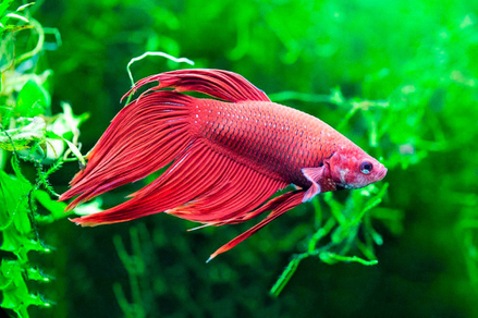 Петушок сиамский красный (Betta splendens var.Red)