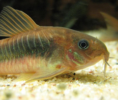 Коридорас золотистый (Corydoras aeneus)