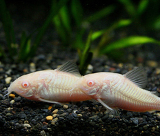 Коридорас крапчатый альбинос (Corydoras paleatus var.Albino)