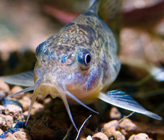 Коридорас крапчатый соломенный (Corydoras paleatus)