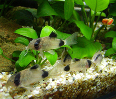 Коридорас панда (Corydoras panda)