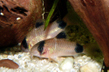 Коридорас панда (Corydoras panda)