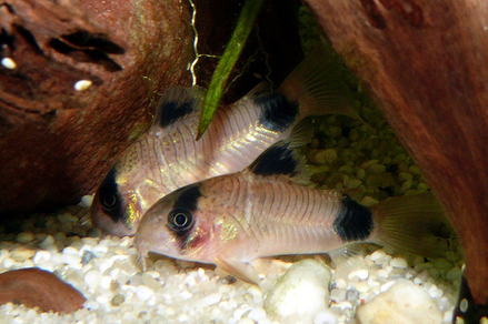 Коридорас панда (Corydoras panda)