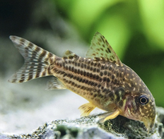 Коридорас Штерба (Corydoras sterbai)