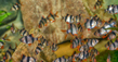Барбус суматранский (Puntius tetrazona)