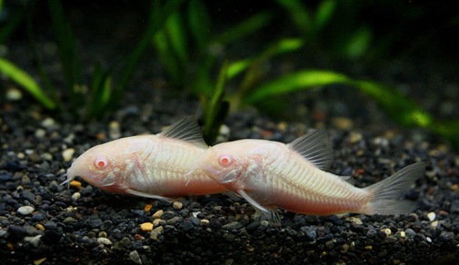 Коридорас крапчатый альбинос (Corydoras paleatus var.Albino)