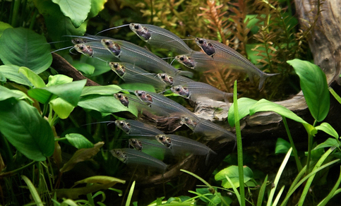 Сом стеклянный индийский двуусый (Kryptopterus vitreolus)