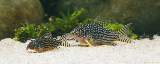 Коридорас Штерба (Corydoras sterbai)