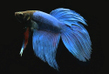 Петушок сиамский голубой (Betta splendens var.Blue)