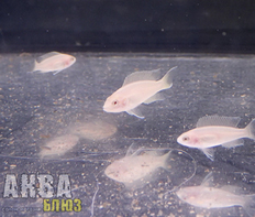 Принцесса Бурунди золотая (Neolamprologus brichardi var.Albino)