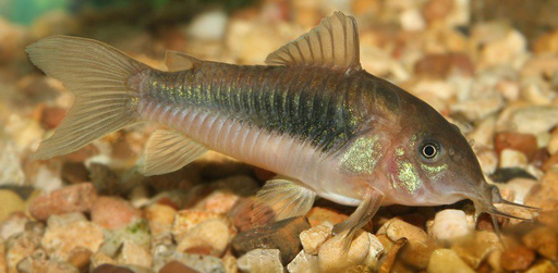 Коридорас золотистый (Corydoras aeneus)