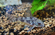 Коридорас крапчатый соломенный (Corydoras paleatus)