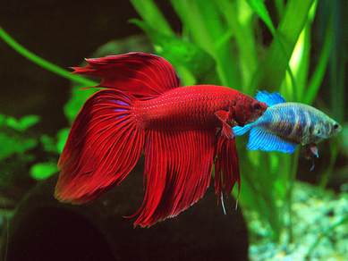 Петушок сиамский красный (Betta splendens var.Red)