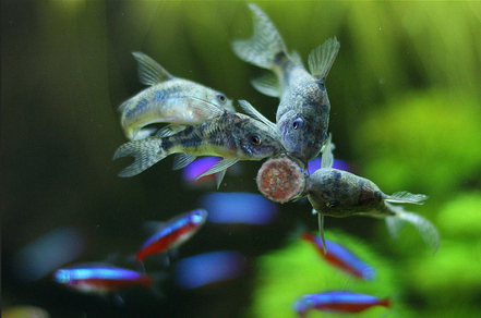 Коридорас крапчатый соломенный (Corydoras paleatus)