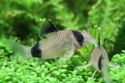 Коридорас панда (Corydoras panda)