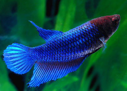 Петушок сиамский – Самки разные (Betta splendens)