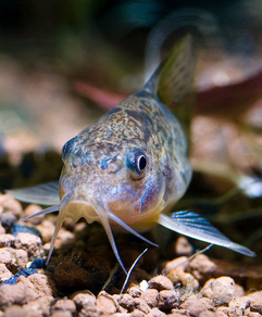 Коридорас крапчатый соломенный (Corydoras paleatus)