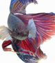 Петушок "Супер Дельта" (Betta splendens var.Super Delta)