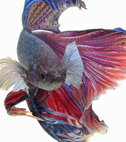 Петушок "Супер Дельта" (Betta splendens var.Super Delta)