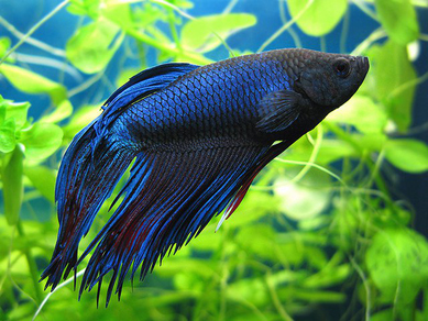 Петушок сиамский голубой (Betta splendens var.Blue)