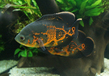 Астронотус-оскар тигровый (Astronotus ocellatus var.Tiger)