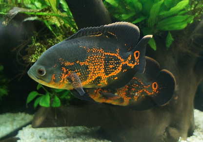 Астронотус-оскар тигровый (Astronotus ocellatus var.Tiger)