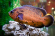 Астронотус-оскар красный (Astronotus ocellatus var.Red)