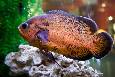 Астронотус-оскар красный (Astronotus ocellatus var.Red)