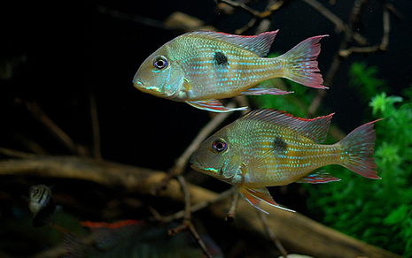 Геофагус суринамский (Geophagus surinamensis)