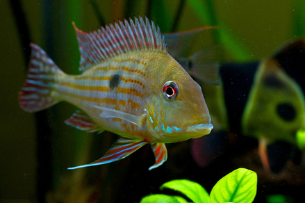 Геофагус суринамский (Geophagus surinamensis)