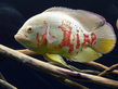 Астронотус-оскар альбинос (Astronotus ocellatus var.Albino)