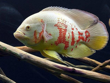 Астронотус-оскар альбинос (Astronotus ocellatus var.Albino)