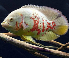 Астронотус-оскар альбинос (Astronotus ocellatus var.Albino)