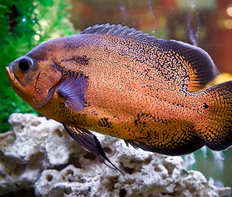 Астронотус-оскар красный (Astronotus ocellatus var.Red)