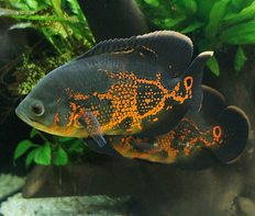 Астронотус-оскар тигровый (Astronotus ocellatus var.Tiger)