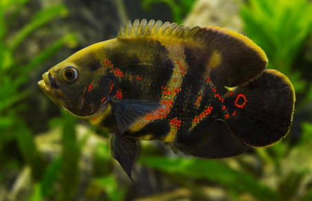 Астронотус-оскар тигровый (Astronotus ocellatus var.Tiger)