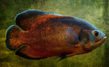 Астронотус-оскар красный (Astronotus ocellatus var.Red)